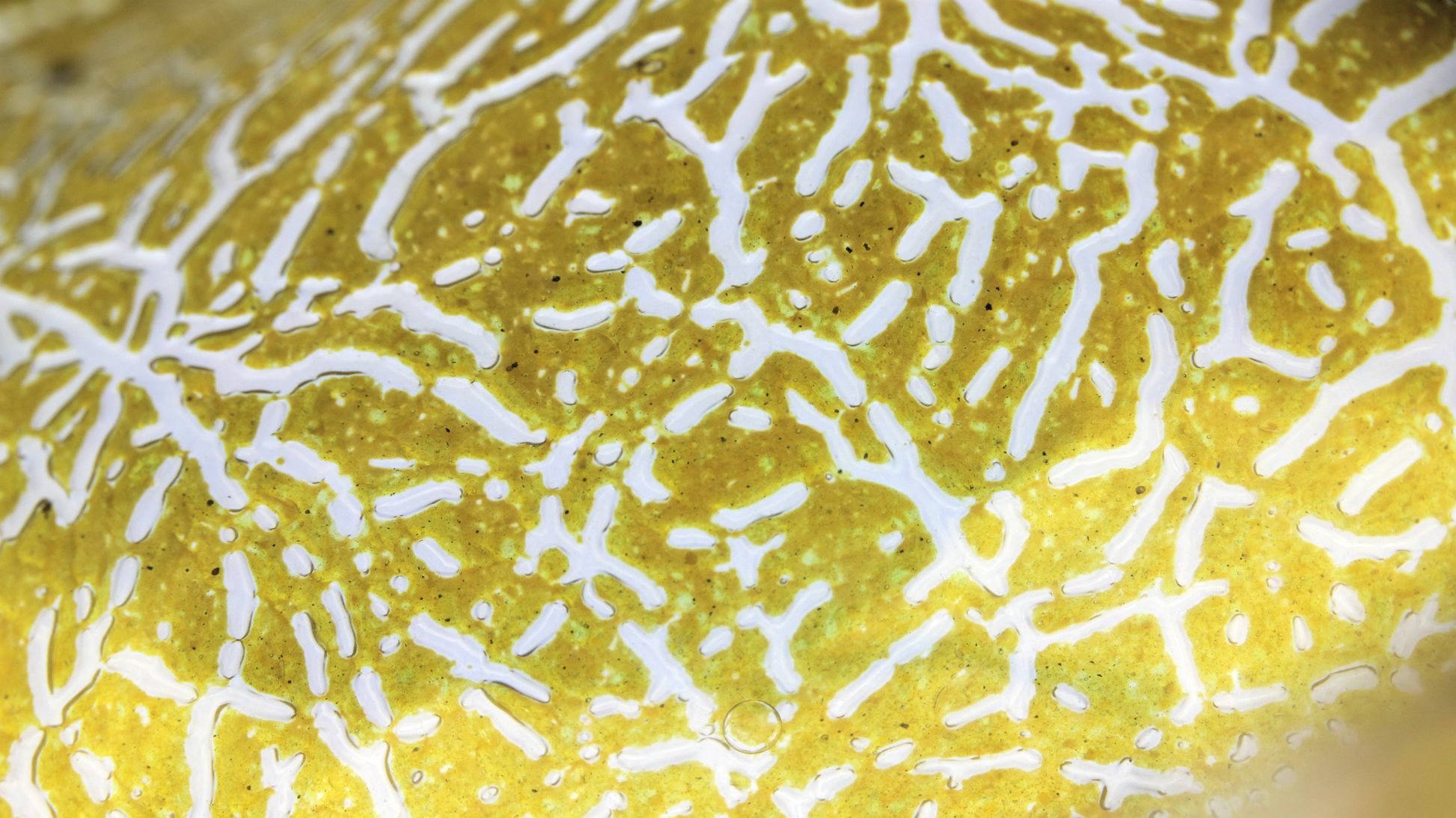 Loetz Glass Art Nouveau Candia Mimosa Art Glass Vase - The Antique Guild