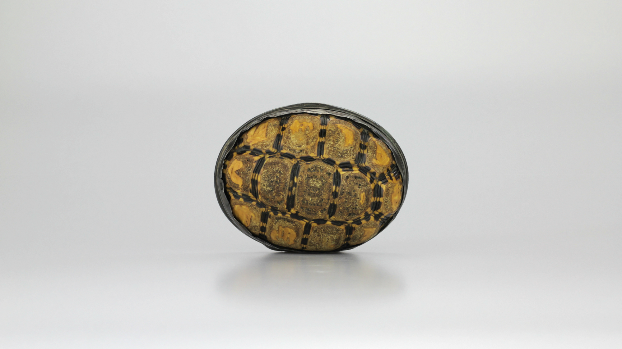 Tortoiseshell Snuff Box with Pewter Mounts - The Antique Guild