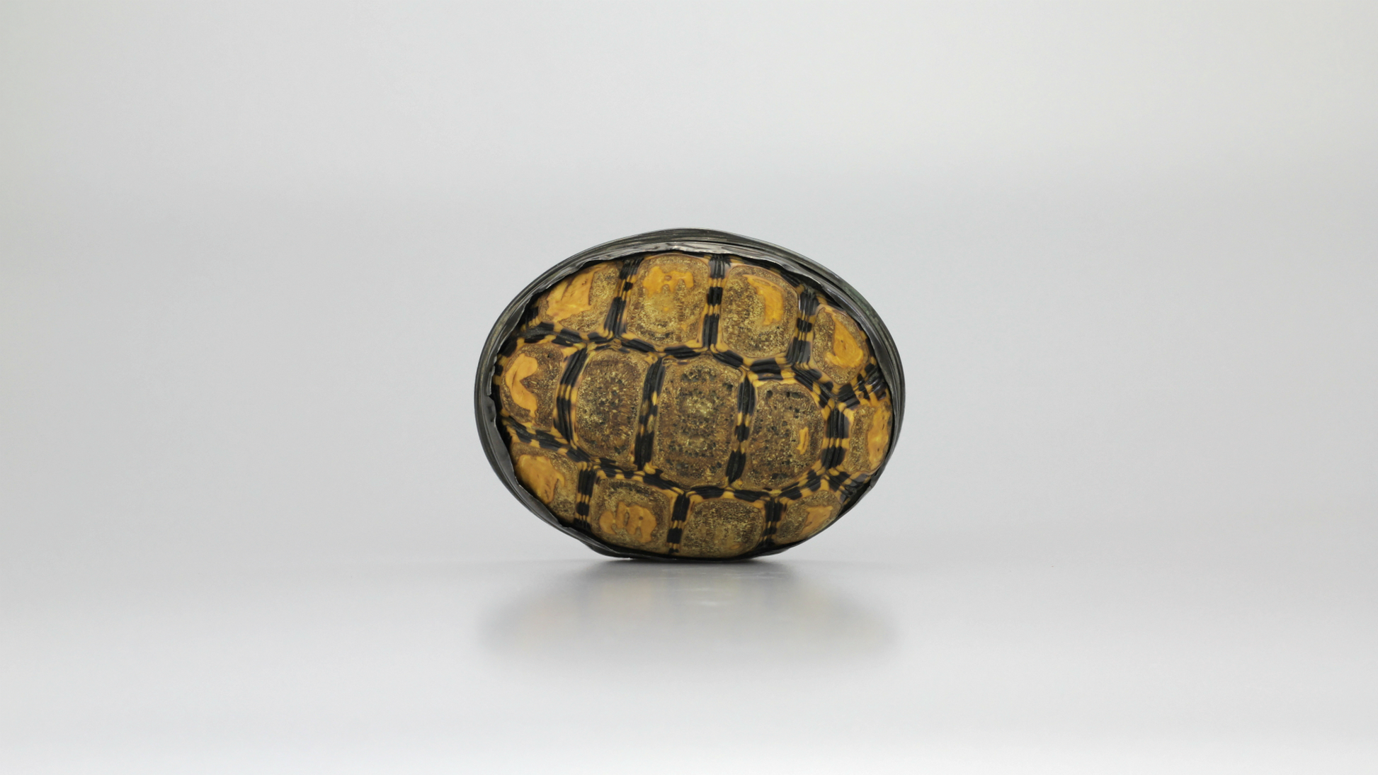 Tortoiseshell Snuff Box with Pewter Mounts - The Antique Guild