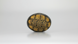 Tortoiseshell Snuff Box with Pewter Mounts - The Antique Guild